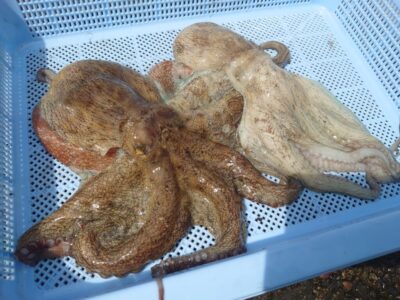 <p>しゅん君　沖の北　タコエギで良型タコ🐙</p>