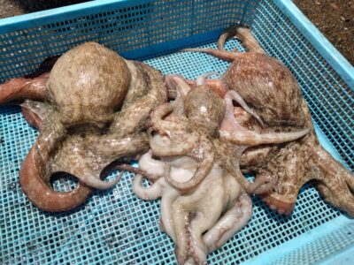 <p>にったこ様　沖の北　タコエギで新子と600g・700gの良型タコ🐙</p>