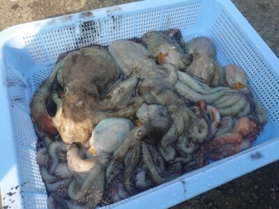<p>上西様　旧一文字3番周辺　タコエギで新子タコ🐙</p>