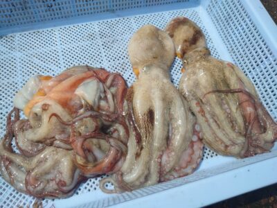<p>旧一文字カーブ周辺　タコエギで新子〜良型タコ🐙</p>