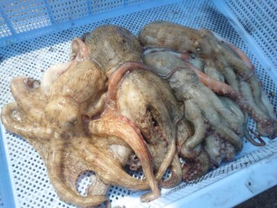 <p>わけあって匿名希望様　旧一文字カーブ〜白灯　タコエギで新子タコ🐙</p>