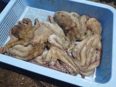 <p>ハンター高倉様　旧一文字カーブ〜白灯　タコエギで新子タコ🐙</p>