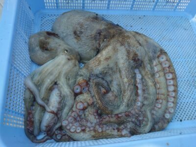 <p>Jun林様 旧一文字3番周辺内向き タコエギで良型タコ🐙</p>