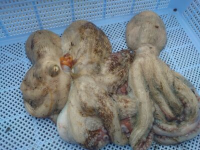 <p>足立様　旧一文字3番周辺　タコエギで新子タコ🐙良型2つ足元でバラし、フォロー入れるもかからず。</p><p>足元でバラしたら逃げたところにすぐに仕掛けを入れてください！もう1回抱いてくることがありますよ!</p>