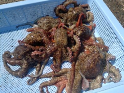 <p>それみろアンポンタン様　旧一文字カーブ〜白灯　タコエギで新子タコ🐙</p>