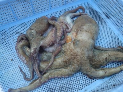 <p>原口様　旧一文字カーブ〜白灯　タコエギで新子〜良型タコ🐙</p>