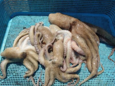 <p>ツンデレ王子・やーたこ様　沖の北　タコエギでタコ🐙大ダコをかけて近くにいたにったこさんに助けを求めるも、にったこさんもヒット中→スナップが伸びてバラし…。</p>