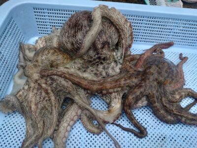 <p>西森様　沖の北　タコエギで新子〜良型タコ970g🐙苦潮継ぎ目パターンは無かったようです。早々に見切りをつけてタコエギに変更♪毎日パターンが日替りなので、切替え大事ですね。</p>