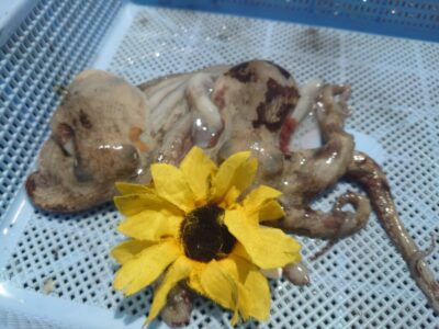<p>ひまわり🌻様　沖の北　タコエギで新子タコ🐙</p><p>他の人がバラしたタコにフォローを入れてヒットさせるもバラし…。横取り失敗😣</p>