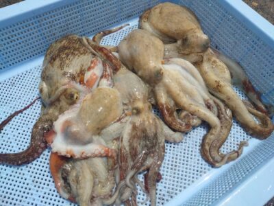 <p>久だこ様　沖の北　タコエギで新子〜良型タコ580g🐙</p>