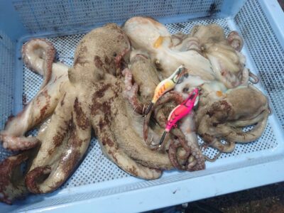 <p>上垣内様　沖の北　メジャクラ・蛸乗りジョニーで新子〜良型タコ1.1kg🐙北の方が良型多めな感じします。6月ほとんど叩かれてないってのはあるかと。</p>