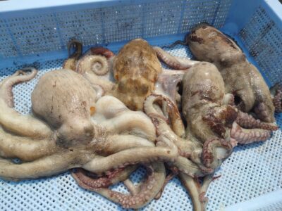 <p>鈴木様　沖の北　ケーソン継ぎ目を狙って良型タコ🐙</p>