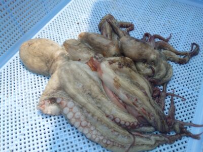 <p>高見様 旧一文字3番〜カーブ外向き タコエギで新子タコ🐙</p>