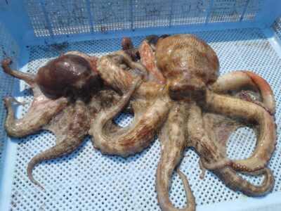 <p>久だこ様　沖の北　オイルフェンス奥の方内向き　タコエギで良型タコ🐙</p>