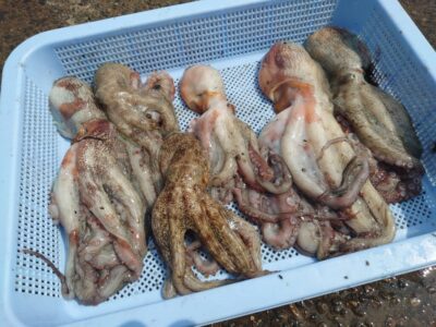 <p>チャイニーズキッチン・大ちゃん様 旧一文字カーブ&沖の北 タコエギで新子タコ🐙</p><p>沖の北でも4つ拾えたそうです。</p>