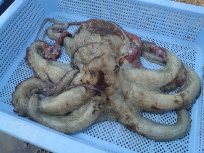 <p>神倉様　沖の北　タコエギで良型タコ1.04kg🐙新子も2つ♪</p>