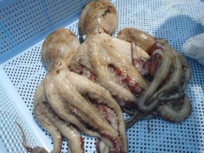 <p>旧一文字白灯〜4番 タコエギで新子タコ🐙</p>