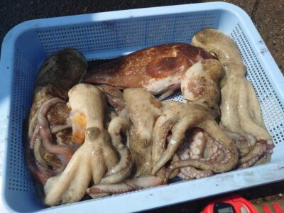 <p>宮田様　沖の北内向き　タコエギで良型タコ🐙</p>