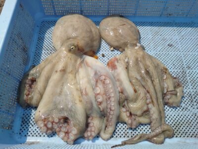 <p>仲村様 沖の北 良型タコ2つ🐙継ぎ目で1つ、タコエギで1つ</p>