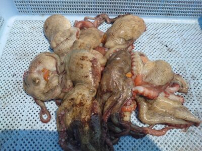<p>旧一文字赤灯内向き　タコジグ＆タコエギで新子タコ🐙</p>