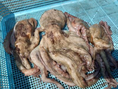 <p>カラミマン様　沖の北　イカエギ改で新子タコ🐙昨日は4kgオーバーでしたが…今日は渋めでしたね。</p>