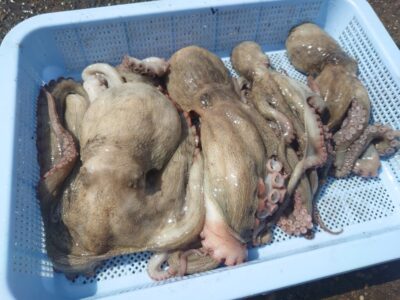 <p>釣れちゃうタマ　沖の北内向き　タコエギで新子〜900g🐙</p><p>朝からポツリポツリ。釣れるんやけど時合い無し。昨日よりは数が伸びてませんでした。エビ撒き釣りの方の情報だと今日はガシラが釣れなかったそうなので、ゆるい苦潮がまわって昨日より活性が低かったのかも。</p>