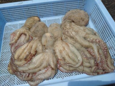 <p>向井様　沖の北　タコエギで新子〜良型タコ🐙</p>