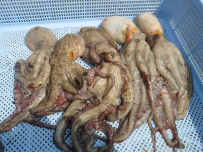<p>亀本名人 旧一文字赤灯&中波止 イカエギ改で新子タコ🐙</p>