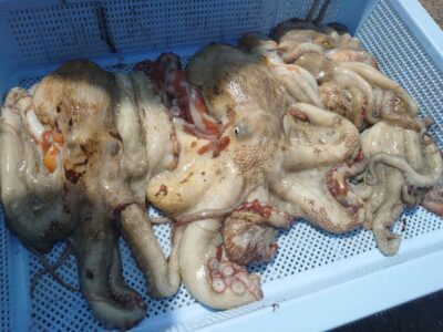 <p>マスカッツ様　沖の北　タコエギで新子〜良型タコ600g、1kg🐙</p>