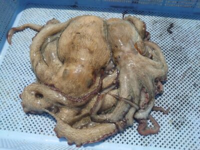 <p>小林様　沖の北　タコエギで良型タコ850g🐙</p>