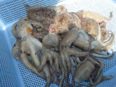 <p>カラミマン様 旧一文字赤灯〜白灯を迷走して新子タコ🐙白灯で粘るが正解だったのかな…。</p>