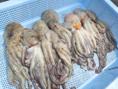 <p>ちょんまげ食堂釣り部・パール高田様 旧一文字3番&中波止 タコエギで新子タコ🐙</p>