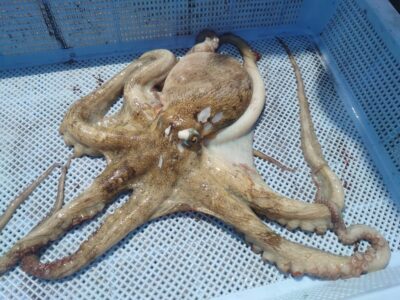 <p>沖の北内向き　タコエギで良型タコ650g🐙</p>