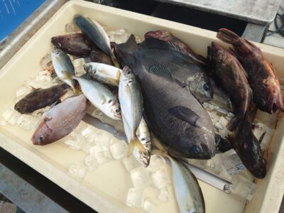<p>川原様 沖の北先端外向き エビ撒き釣りでガシラ・グレ!小〜中アジは猫さんが釣ったやつ♪</p><p>今日はガシラ・チビアコウが元気すぎて、良型アコウには出会えず。苦潮はないようです。</p>