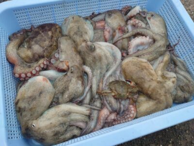 <p>タコ村様 旧一文字カーブ周辺 タコエギで新子タコ🐙9時を過ぎて下げてからプチ時合いがあったそうです。</p><p>今日は大潮7時満潮。満潮前後であたりが止まってしまって朝の時合いだけって感じでした。</p>