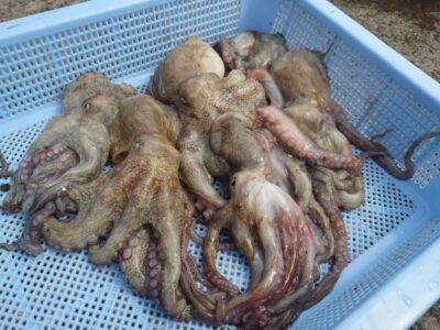 <p>カラミマン様　旧一文字赤灯〜3番　タコエギで新子タコ🐙</p>