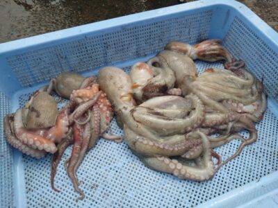 <p>旧一文字赤灯〜3番　タコエギで新子タコ🐙</p>
