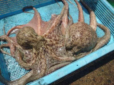 <p>にったこ様　沖の北内向き　タコエギで良型＆1.1kg🐙2日連続キロアップ♪</p>