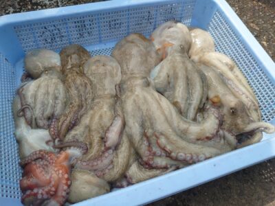 <p>合田様　旧一文字赤灯〜3番内外両方　タコエギで新子〜良型タコ🐙</p>