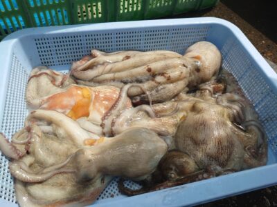 <p>池尾様　旧一文字カーブ〜赤灯　タコエギで新子〜良型タコ🐙</p>