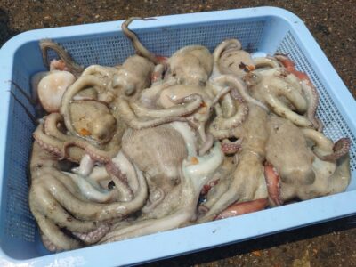 <p>⑨中村様　旧一文字赤灯周辺　タコエギで新子〜良型タコ🐙2日連続ツ抜け達成♪</p>