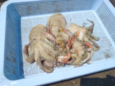 <p>アドレンジャー様　旧一文字赤灯〜3番　タコエギで新子タコ🐙</p>