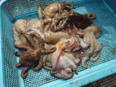 <p>旧一文字赤灯〜3番　タコエギで新子タコ🐙</p>