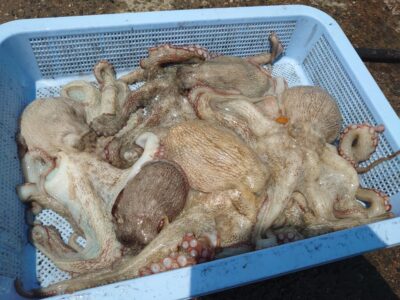 <p>松村名人　沖の北内向き　長竿+竿下タコジグで800gまでの良型タコ5つ🐙新子3つリリース。</p><p>今日は奥の方よりはオイルフェンスに近いところが良かったようです。</p>