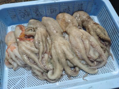 <p>マーバン藤本様　沖の北　ケーソン継ぎ目で新子タコ🐙本科的な苦潮パターンではないですが、数打てば継ぎ目でもちょっと拾えます。いつ爆釣するかな…。</p>