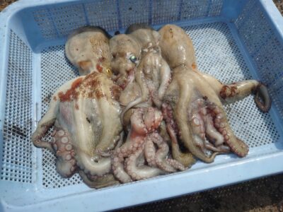 <p>ミラクル宮崎様　旧一文字3番タコエギ＆タコジグで新子〜良型タコ🐙</p>