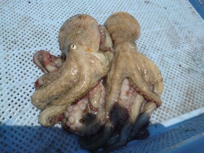 <p>足立様　旧一文字カーブ　タコエギで新子タコ🐙</p>