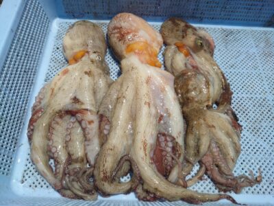 <p>マスカッツ様　旧一文字3番周辺　タコエギで新子〜良型タコ🐙</p>