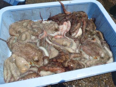 <p>ひかるん＆なおみん様　中波止3番　タコエギで新子〜良型タコ🐙4時〜11時での釣果です。時合いなく拾い釣り。</p>