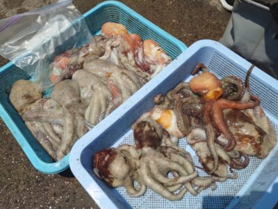 <p>クレイジー西森様　沖の北　ケーソン継ぎ目で新子〜良型タコ20杯🐙</p><p>1番船〜11時まで徹底的に継ぎ目だけを狙うという苦行…。真似できません…。</p><p>本格的な苦潮パターンではないんですが、たまに継ぎ目にいるタコもちょっといます。なかなか継ぎ目爆釣がきませんね。</p>